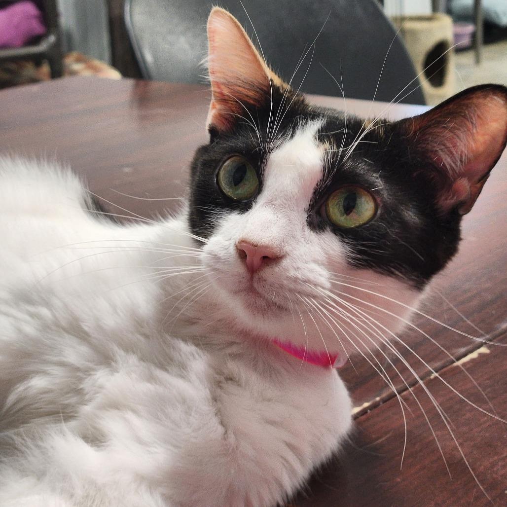 Enlarge Ginger Ale, a Adoptable Domestic Short Hair in Corydon, IN image 1/2