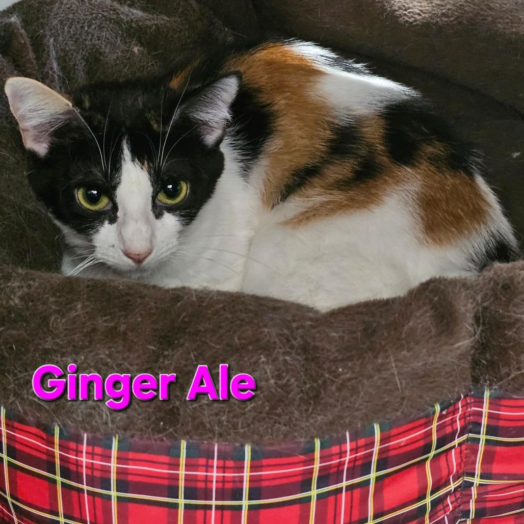 Ginger Ale, Adoptable, Adult Female Domestic Short Hair.