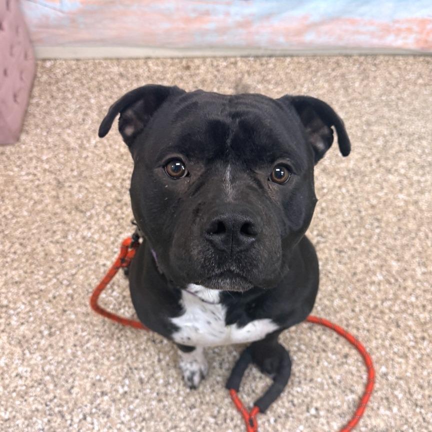 Ammo, Adoptable, Adult Male Pit Bull Terrier.