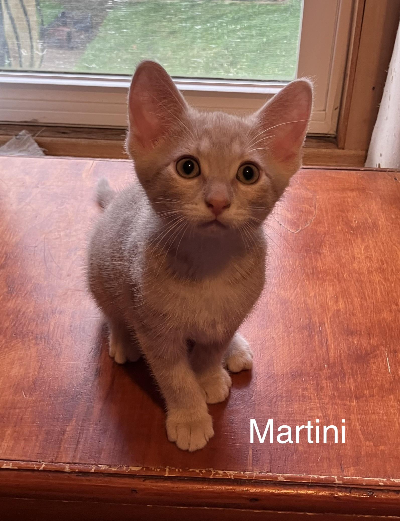 Martini, adopted, Kitten Male Domestic Short Hair.