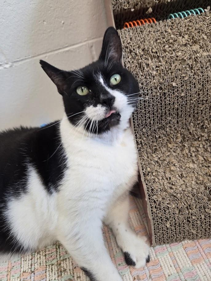 Chance, ADOPTABLE, Senior Male Domestic Short Hair.