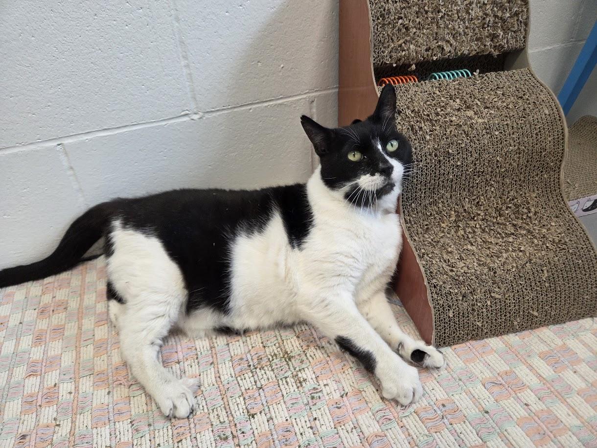 Enlarge Chance, a ADOPTABLE Domestic Short Hair in New Westminster, BC image 2/2