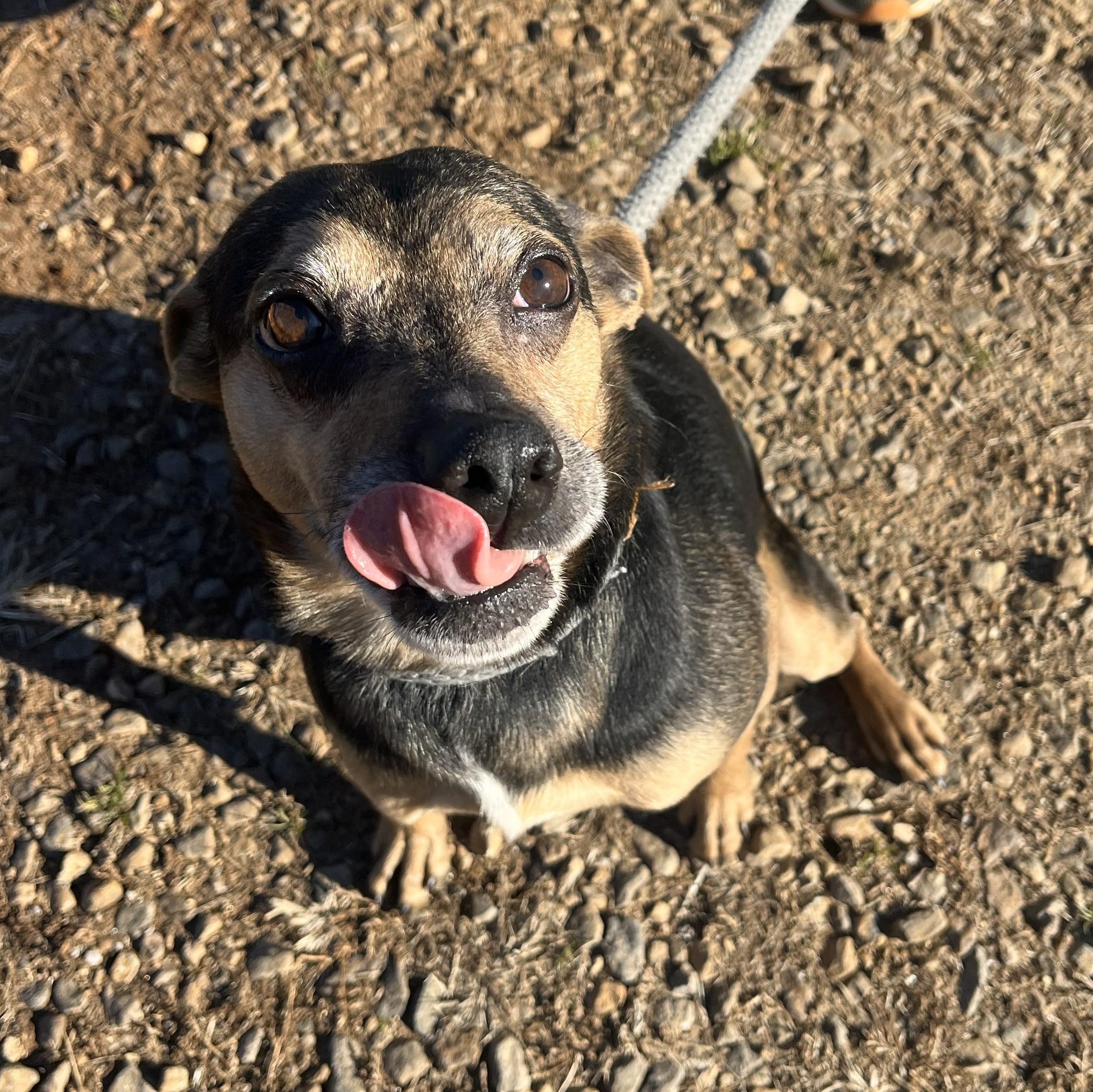 Freddie, ADOPTABLE, Adult Male Jack Russell Terrier & Feist.