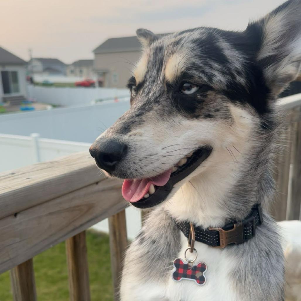 Sammy, Adoptable, Adult Female Australian Shepherd & Klee Kai.