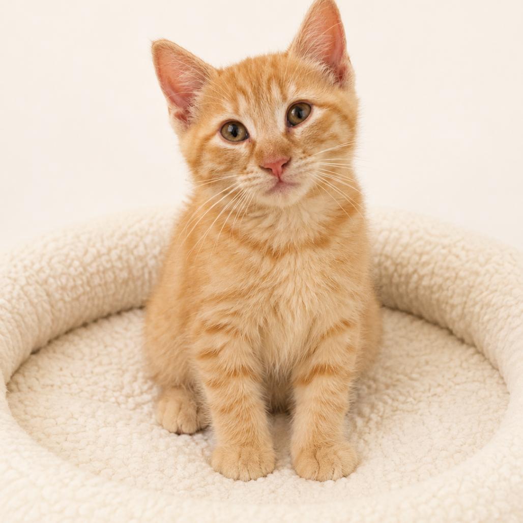 Archie, Adoptable, Kitten Male Domestic Short Hair.