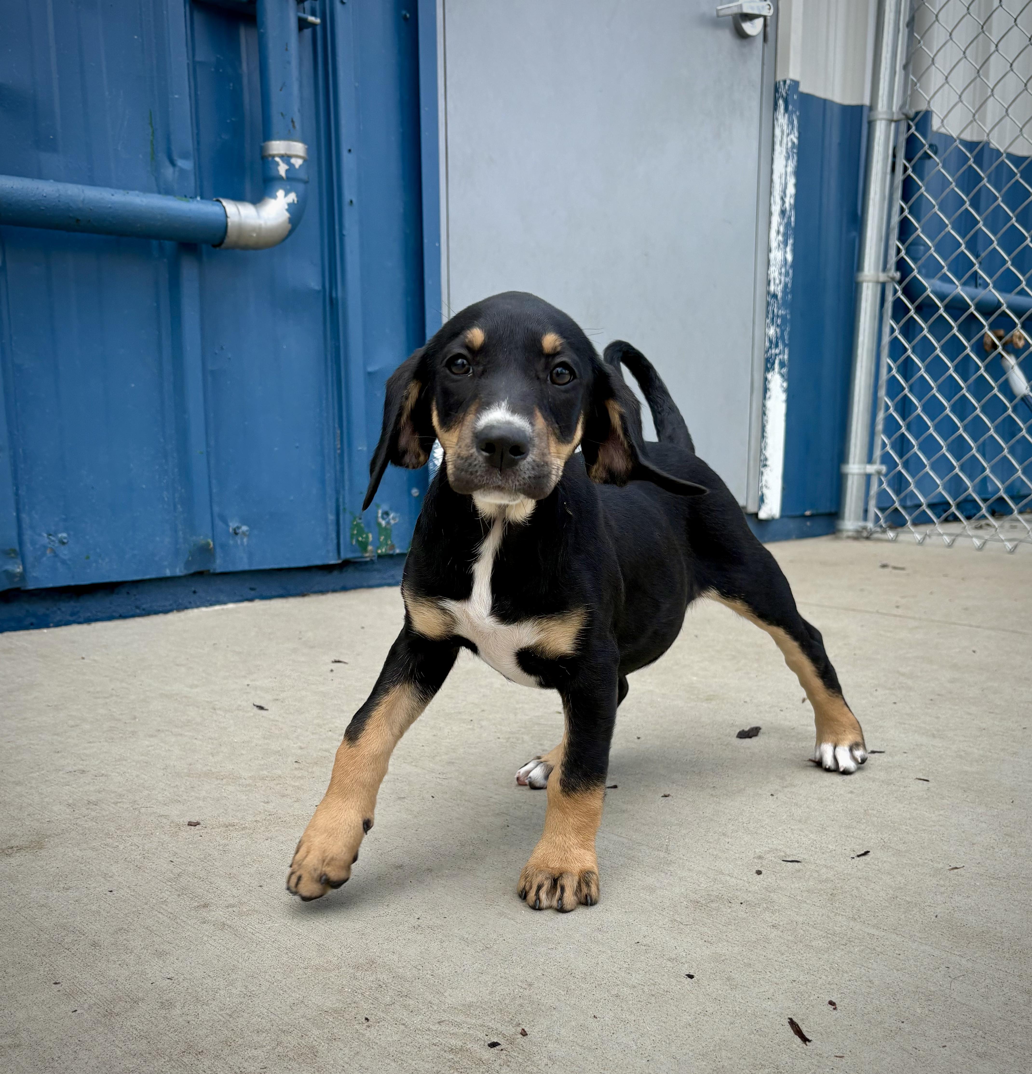 Effie, adopted, Puppy Female Black and Tan Coonhound.