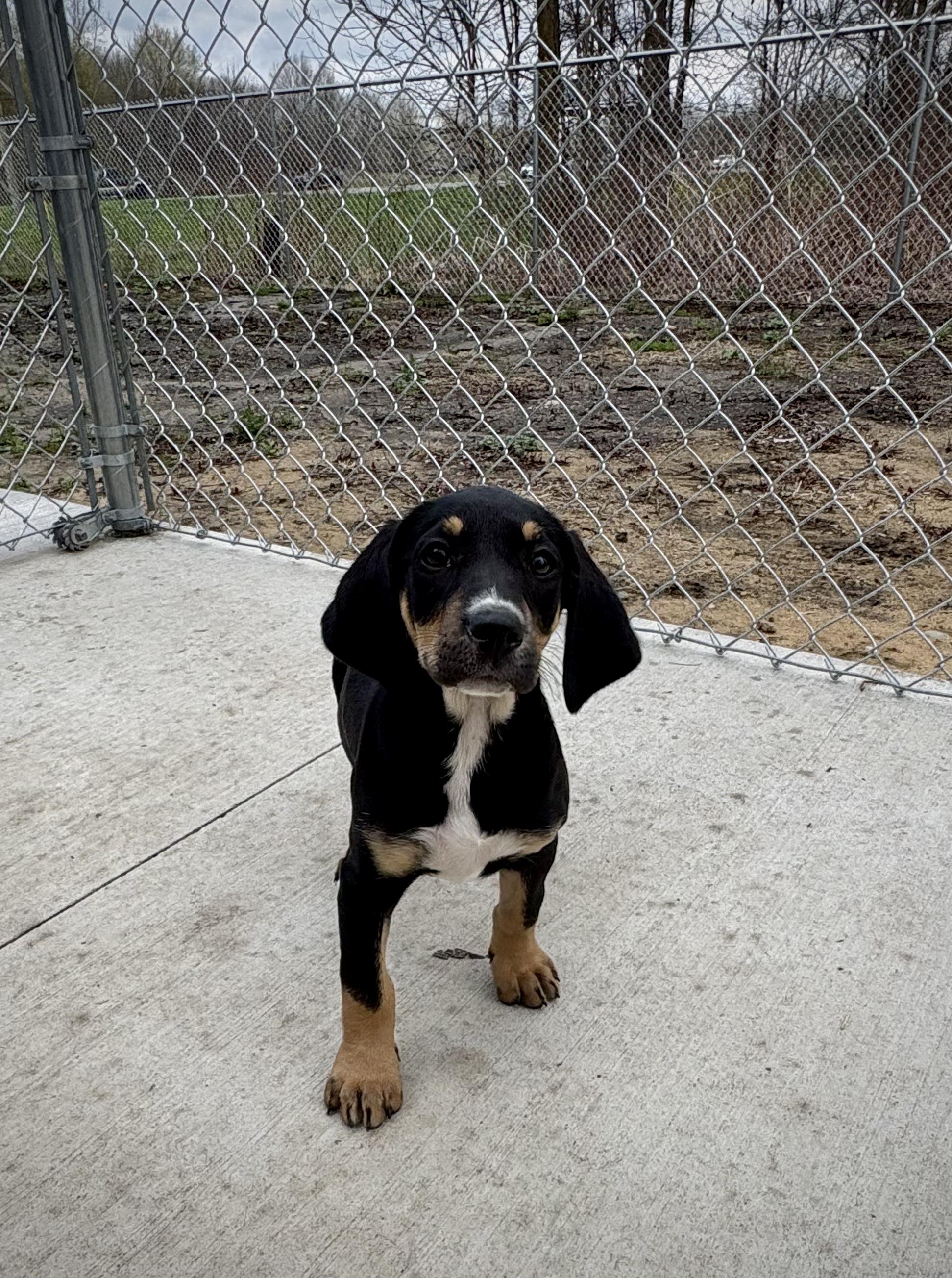 Enlarge Effie, an adopted mixed breed in Kalamazoo, MI image 2/3