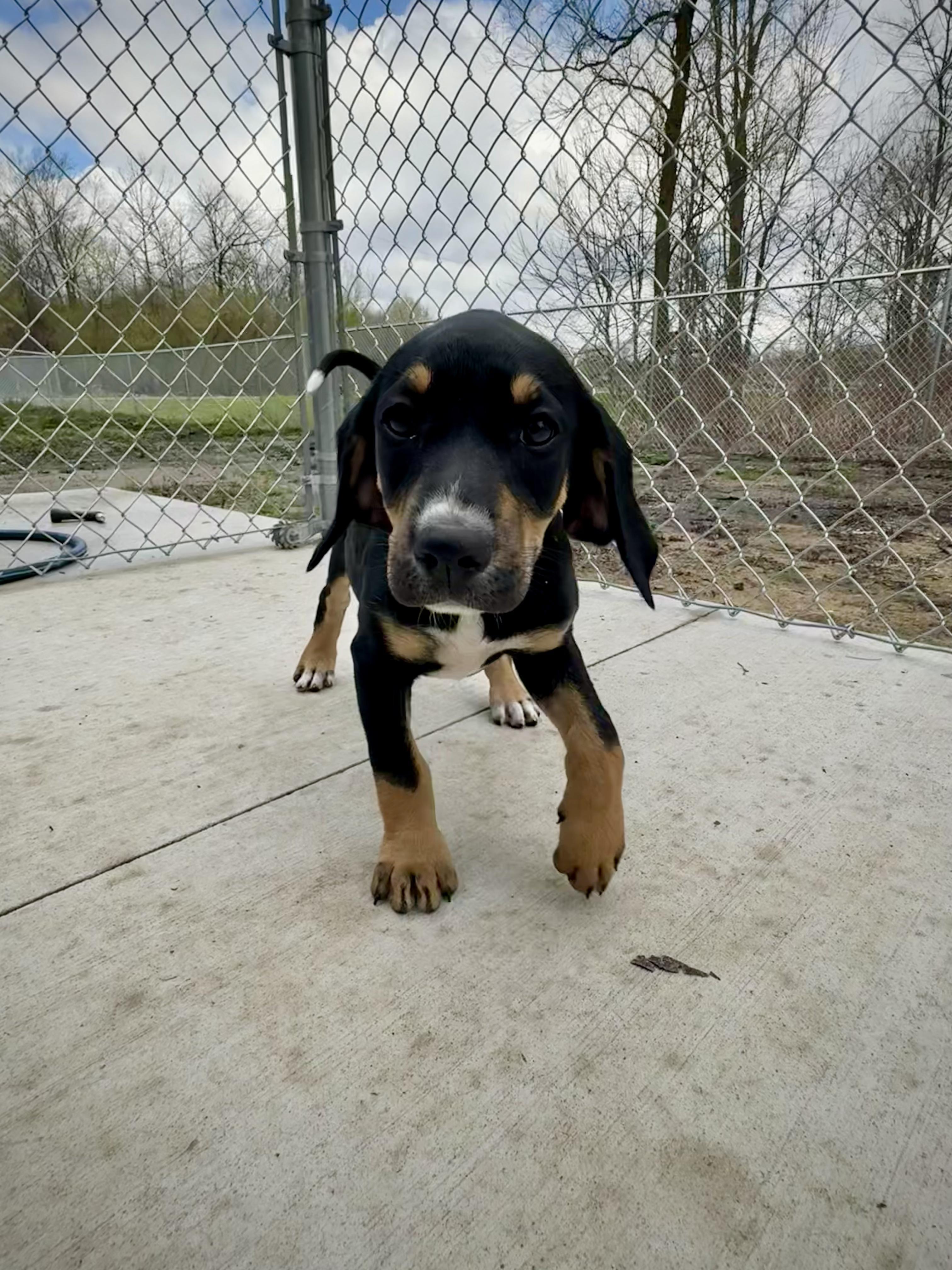 Enlarge Effie, an adopted mixed breed in Kalamazoo, MI image 3/3