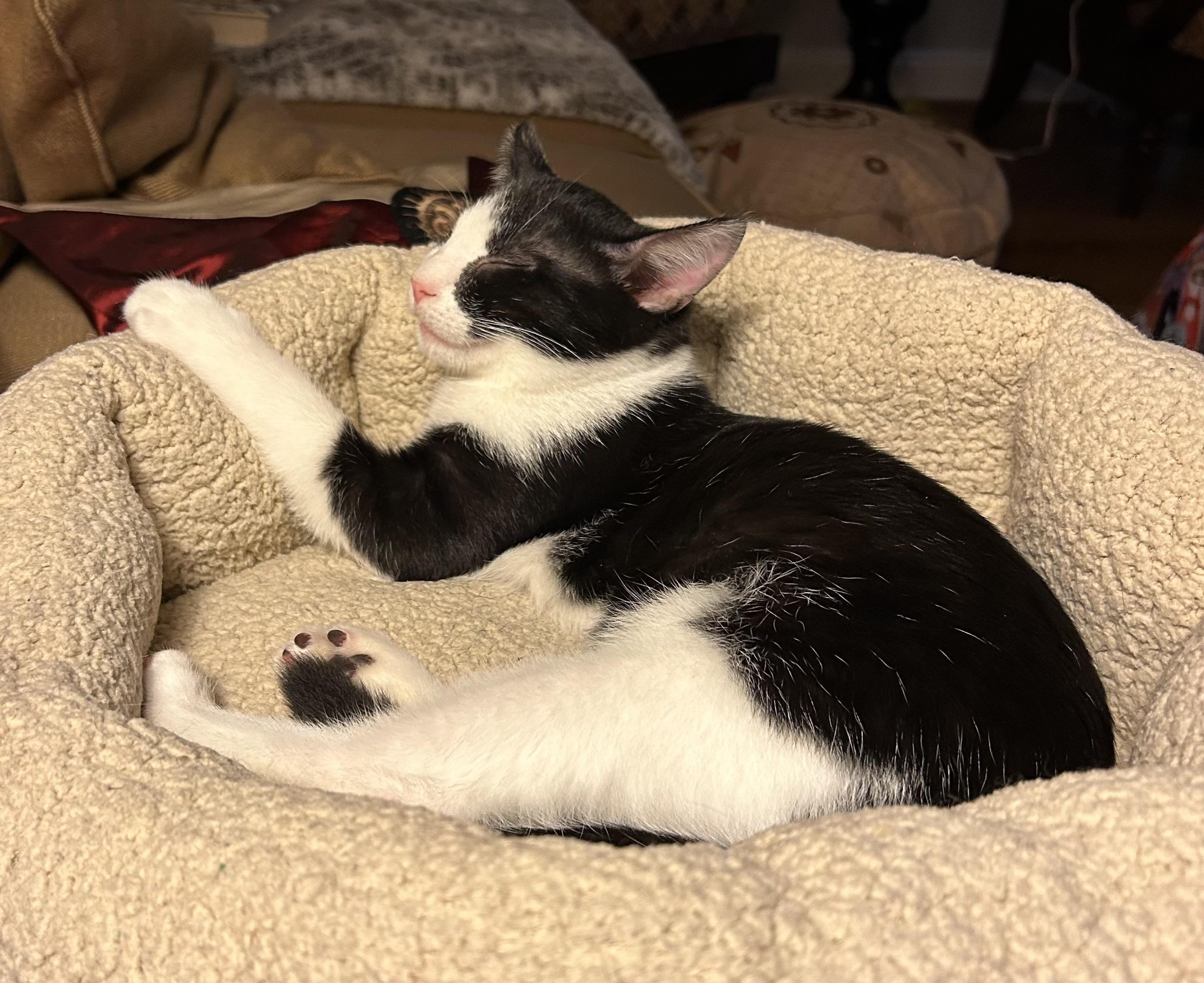 Enlarge Inky - 4 MONTHS - ONE EYED PIRATE OF LOVE, a ADOPTABLE American Shorthair in Bristow, VA image 5/6