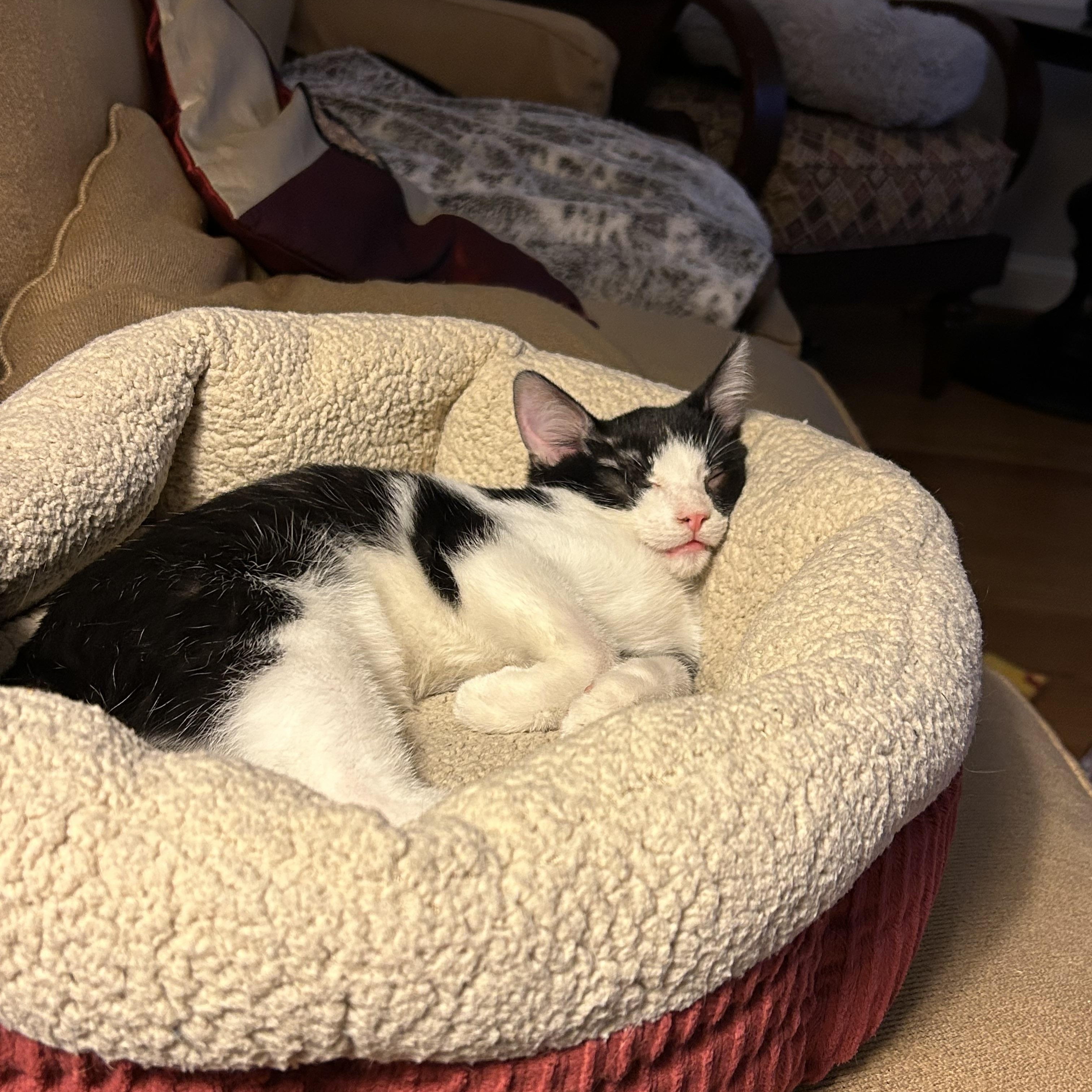 Enlarge Inky - 4 MONTHS - ONE EYED PIRATE OF LOVE, a ADOPTABLE American Shorthair in Bristow, VA image 3/6
