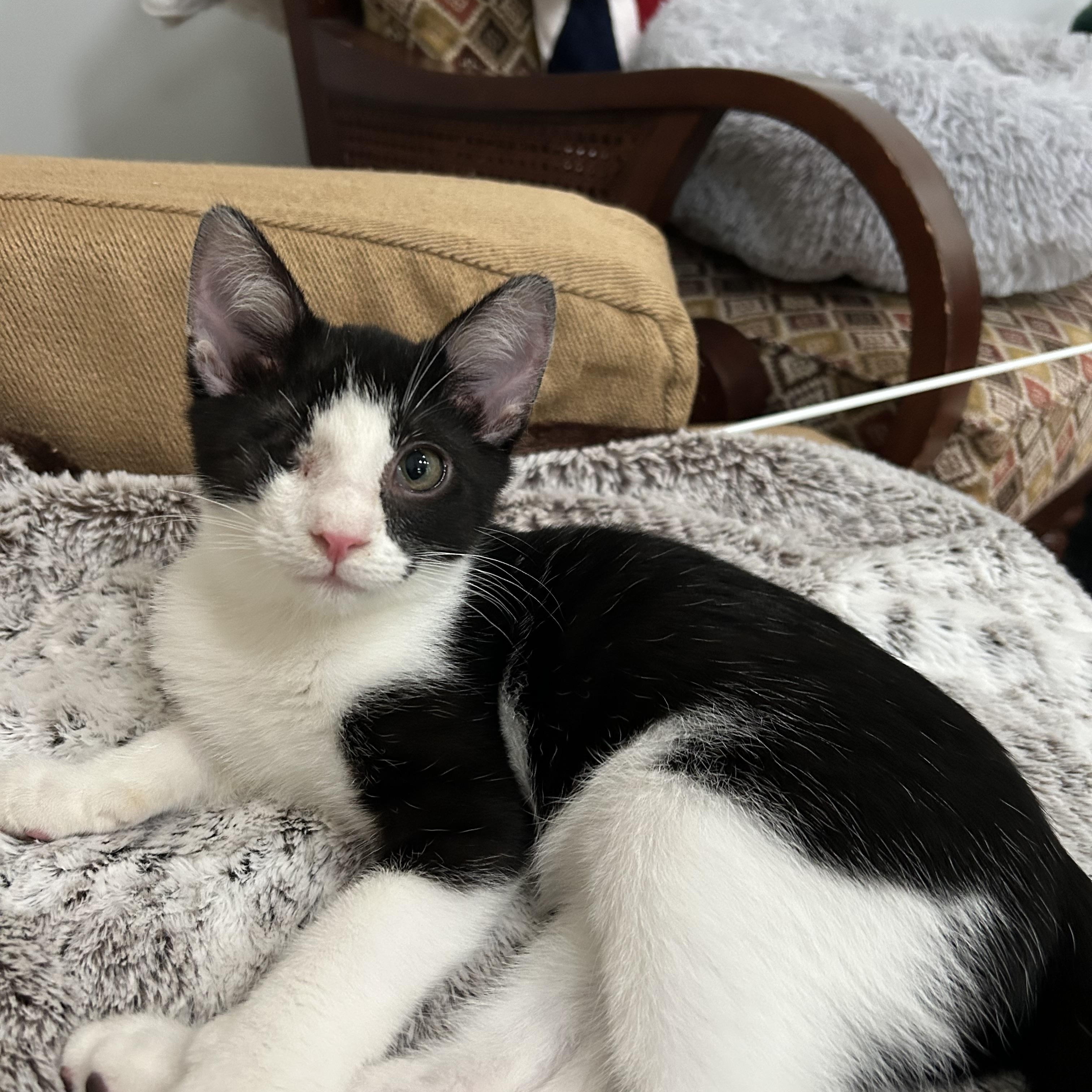 Inky - 4 MONTHS - ONE EYED PIRATE OF LOVE, ADOPTABLE, Young Male American Shorthair.