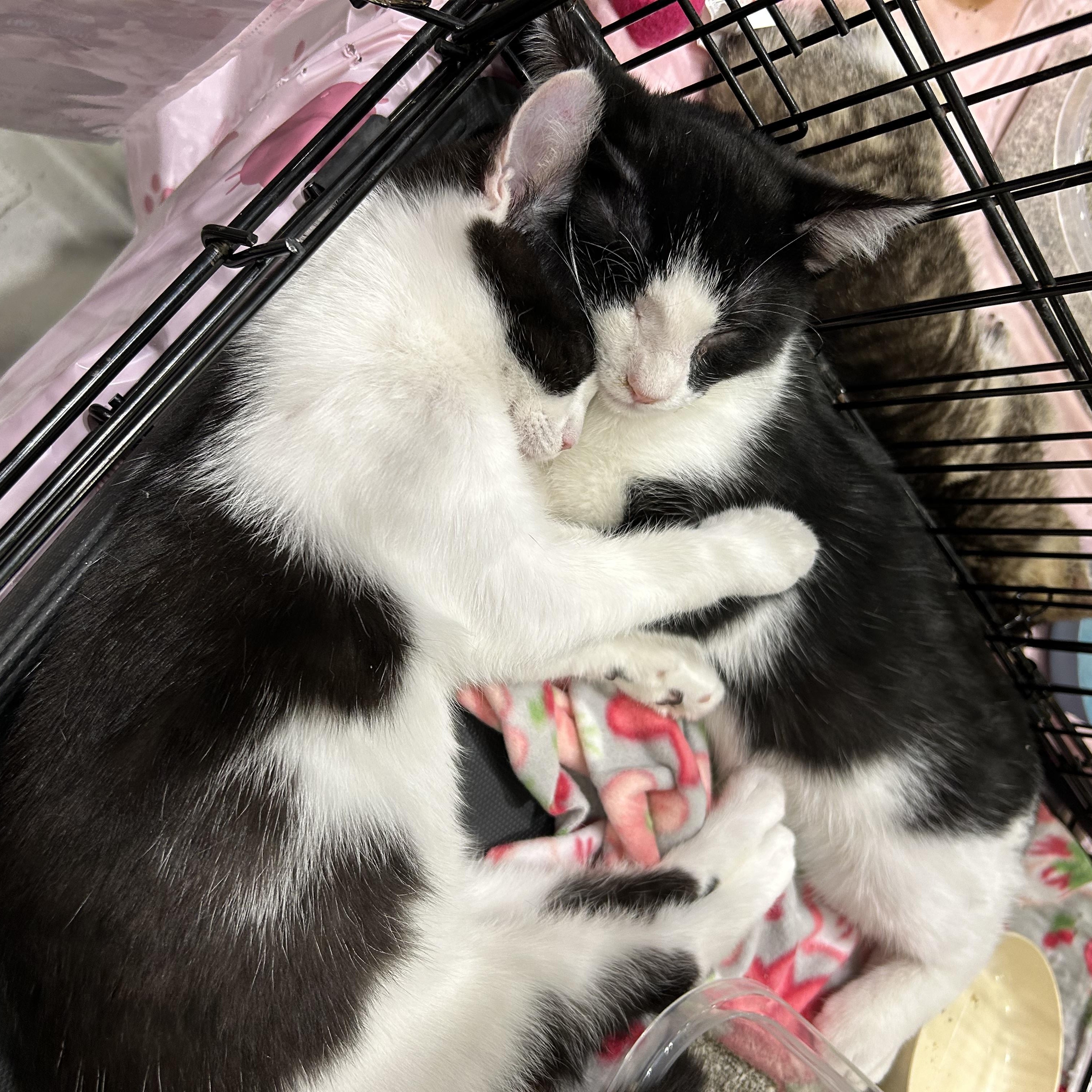 Enlarge Inky - 4 MONTHS - ONE EYED PIRATE OF LOVE, a ADOPTABLE American Shorthair in Bristow, VA image 2/6