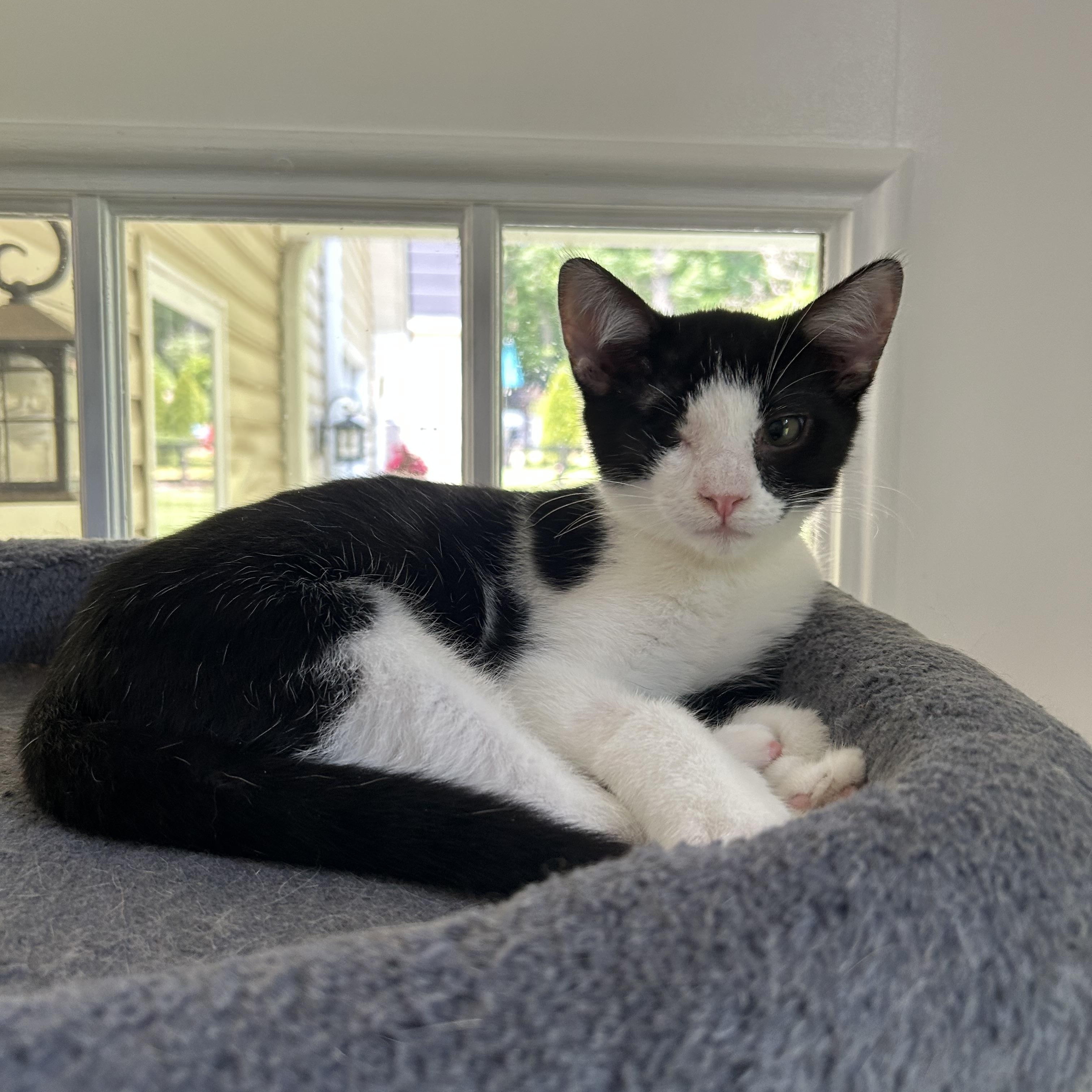 Enlarge Inky - 4 MONTHS - ONE EYED PIRATE OF LOVE, a ADOPTABLE American Shorthair in Bristow, VA image 4/6