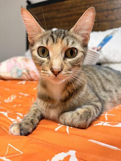 Enlarge Chica Bombon, a Adoptable Domestic Medium Hair in Champaign, IL image 2/6