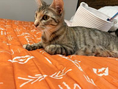 Enlarge Chica Bombon, a Adoptable Domestic Medium Hair in Champaign, IL image 3/6