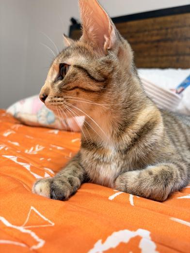 Enlarge Chica Bombon, a Adoptable Domestic Medium Hair in Champaign, IL image 4/6