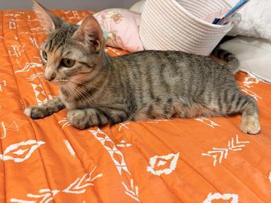 Enlarge Chica Bombon, a Adoptable Domestic Medium Hair in Champaign, IL image 5/6