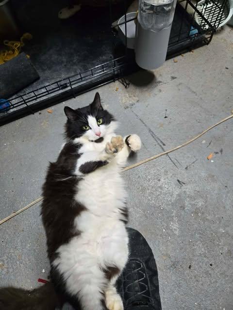 Enlarge Penelope, a ADOPTABLE Domestic Medium Hair in Fulton, NY image 2/4