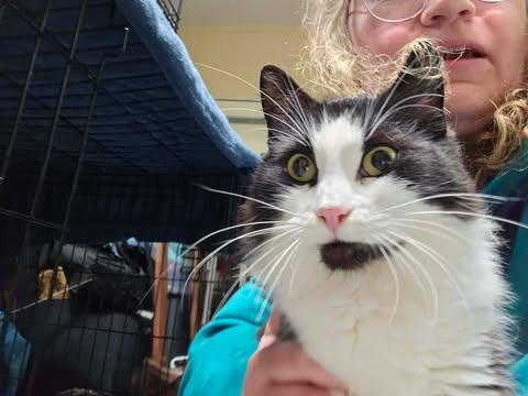 Enlarge Penelope, a ADOPTABLE Domestic Medium Hair in Fulton, NY image 3/4