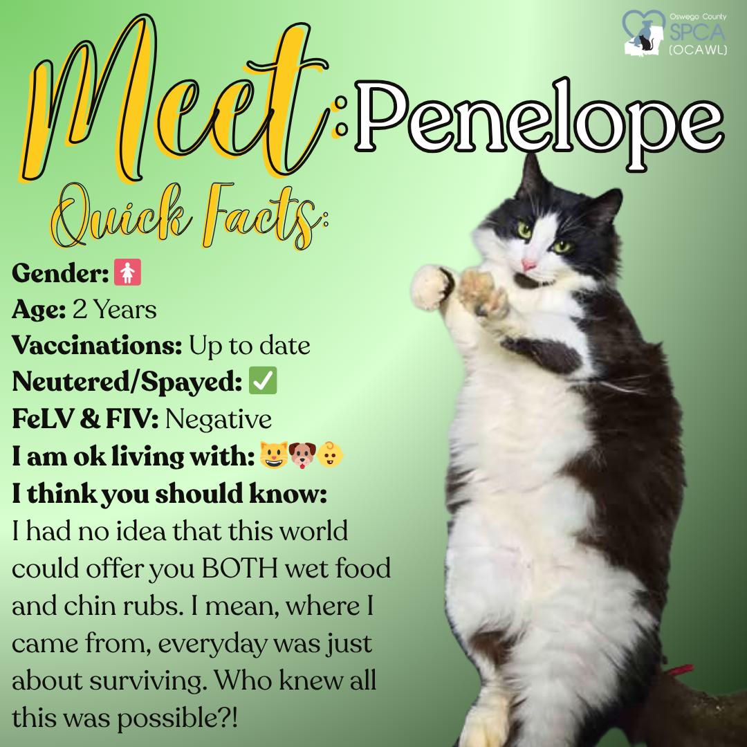 Penelope, ADOPTABLE, Adult Female Domestic Medium Hair.