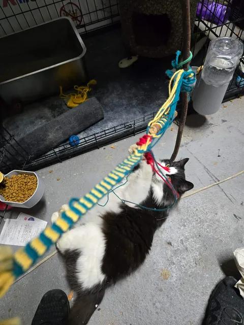Enlarge Penelope, a ADOPTABLE Domestic Medium Hair in Fulton, NY image 4/4
