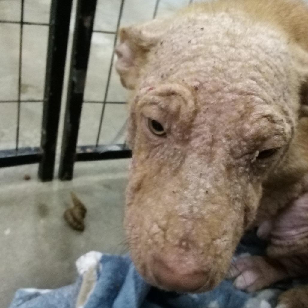 Enlarge celcius, a Adoptable Pit Bull Terrier in Parrish, AL image 1/4