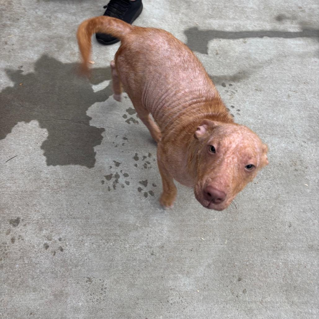 Enlarge celcius, a Adoptable Pit Bull Terrier in Parrish, AL image 2/4