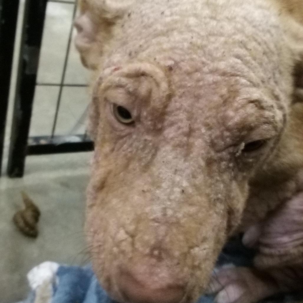 Enlarge celcius, a Adoptable Pit Bull Terrier in Parrish, AL image 3/4