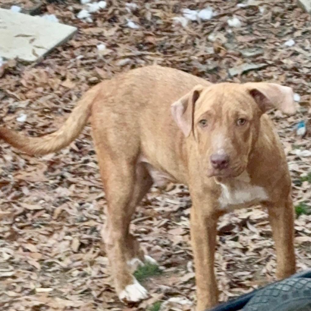 Enlarge celcius, a Adoptable Pit Bull Terrier in Parrish, AL image 4/4