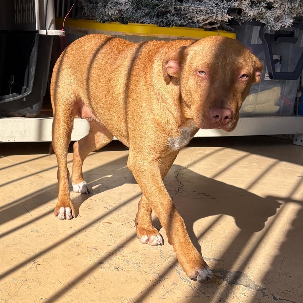 Enlarge celcius, a Adoptable Pit Bull Terrier in Parrish, AL image 5/6