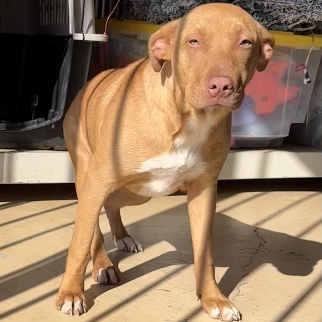 Enlarge celcius, a Adoptable Pit Bull Terrier in Parrish, AL image 6/6