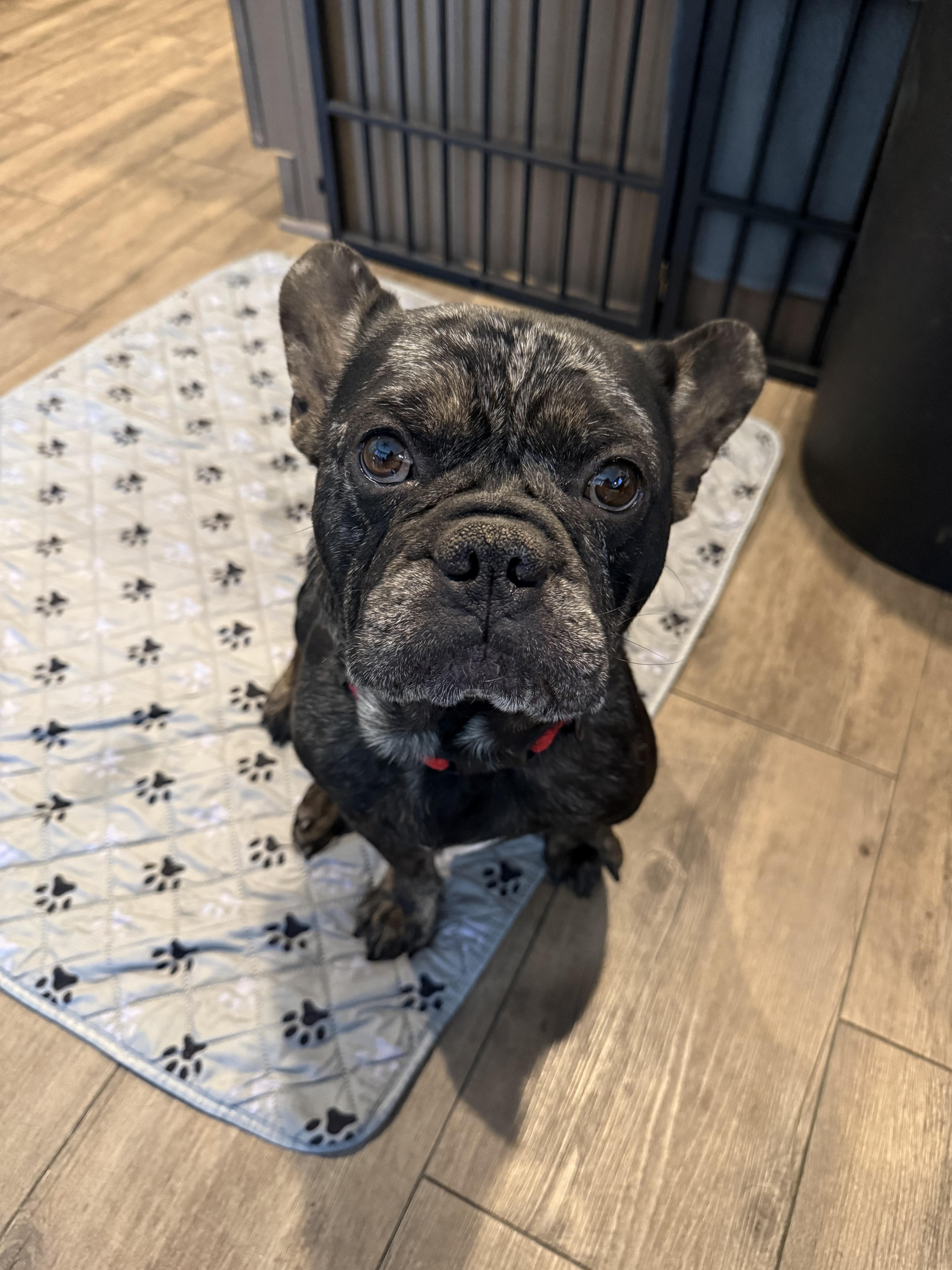 Odin, Adopted, Adult Male French Bulldog.