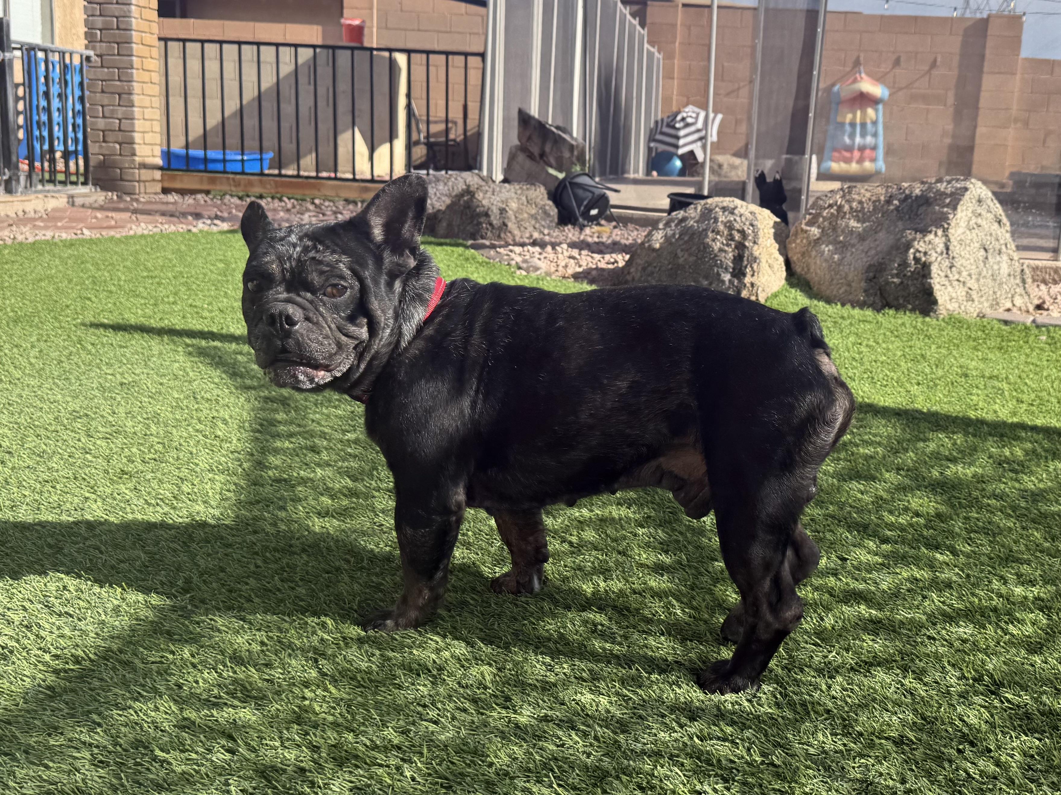 Odin, a Adopted French Bulldog in Mesa, AZ image 3/6