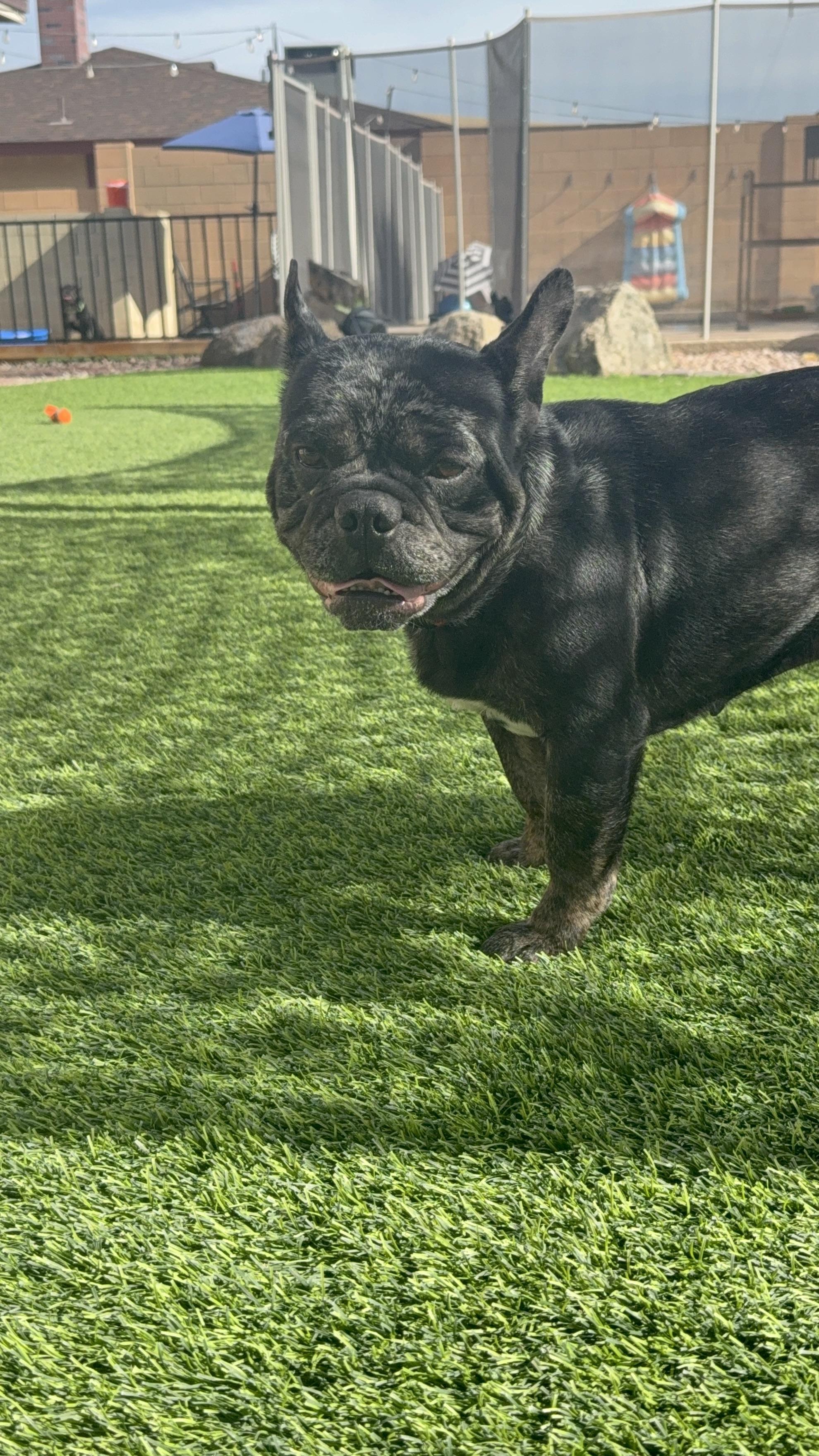 Odin, a Adopted French Bulldog in Mesa, AZ image 4/6