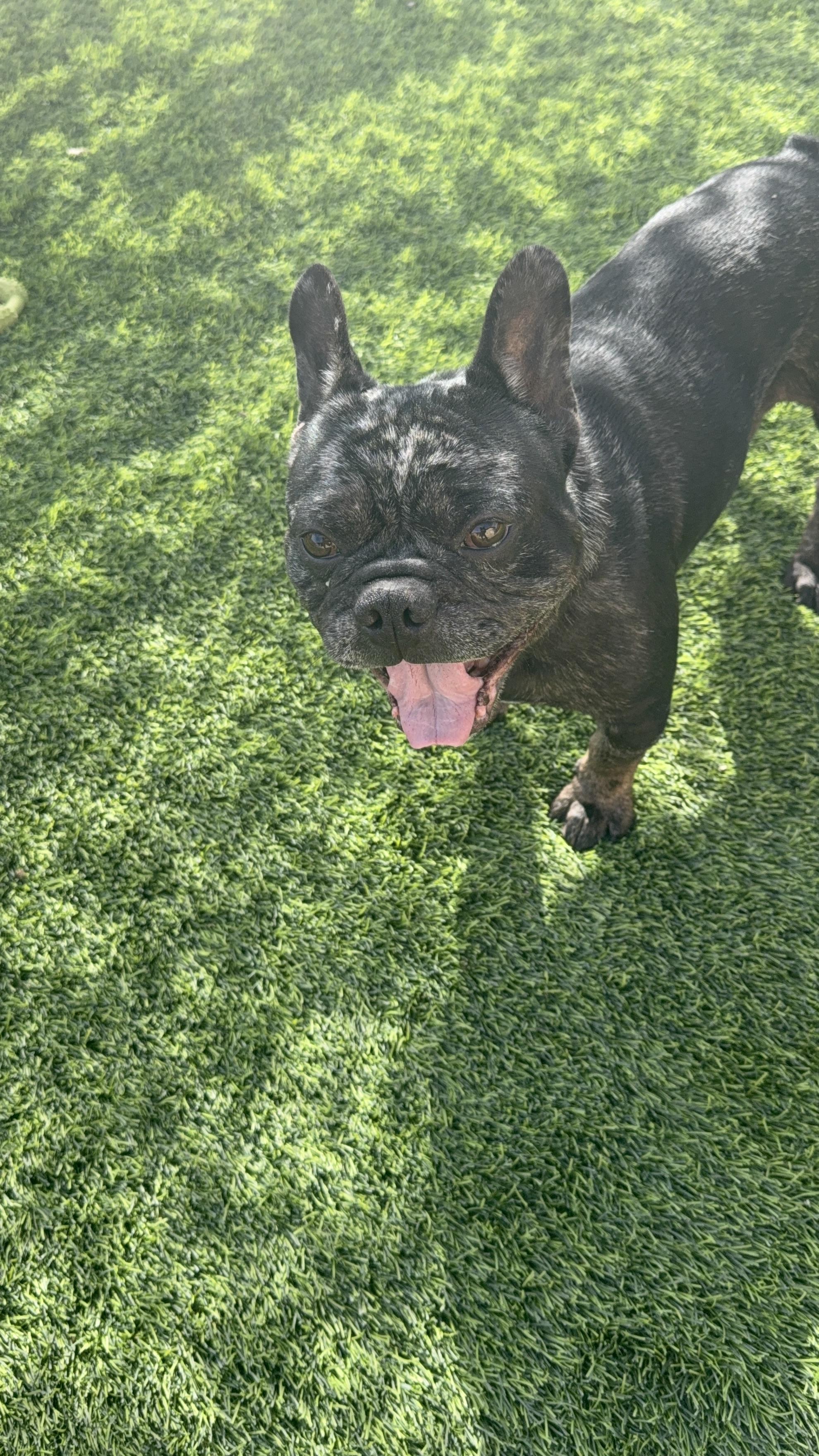 Enlarge Odin, a Adopted French Bulldog in Mesa, AZ image 4/6