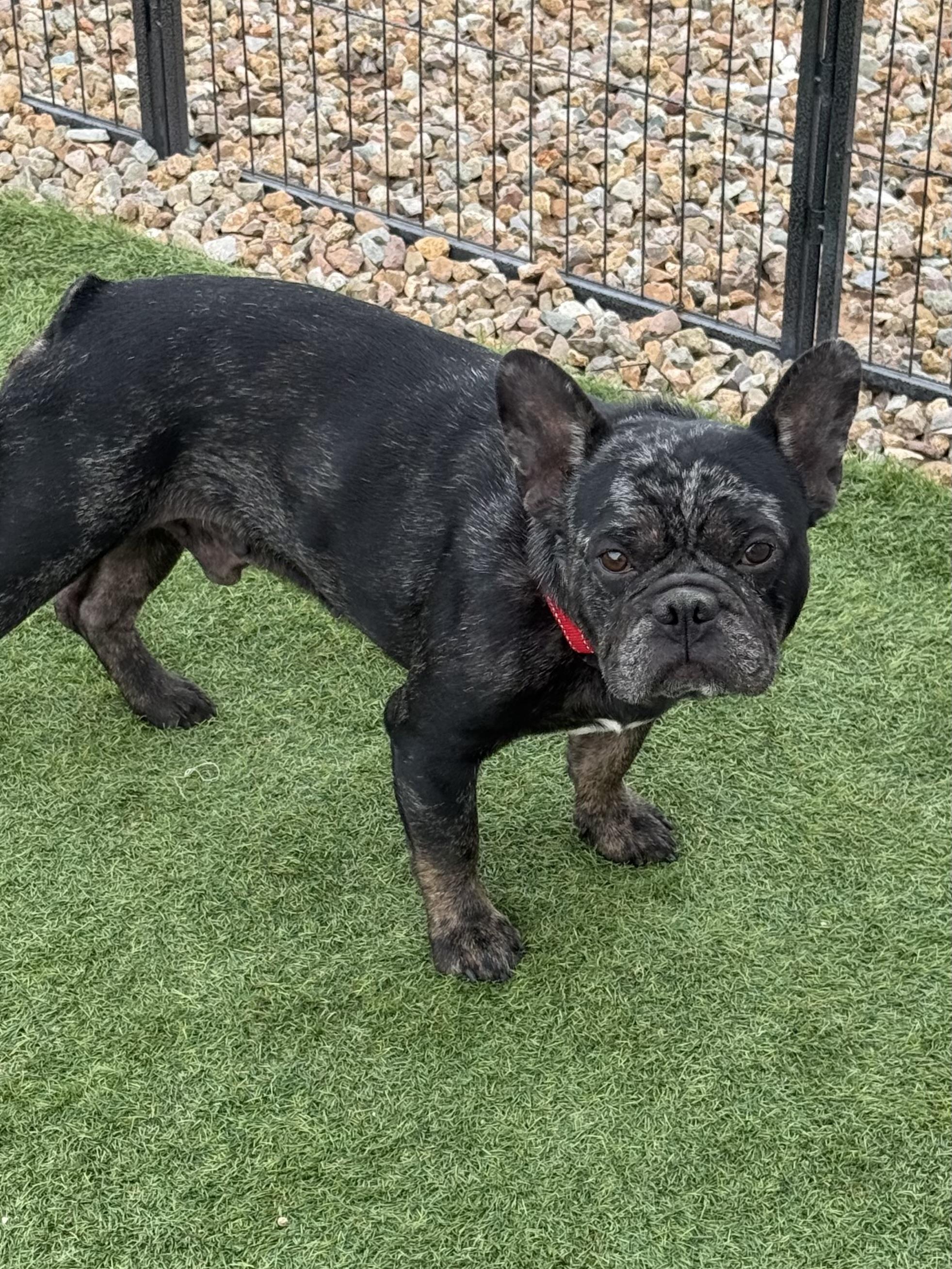 Odin, a Adopted French Bulldog in Mesa, AZ image 5/6