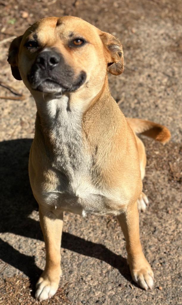 BEANS, Adoptable, Young Male Mixed Breed.