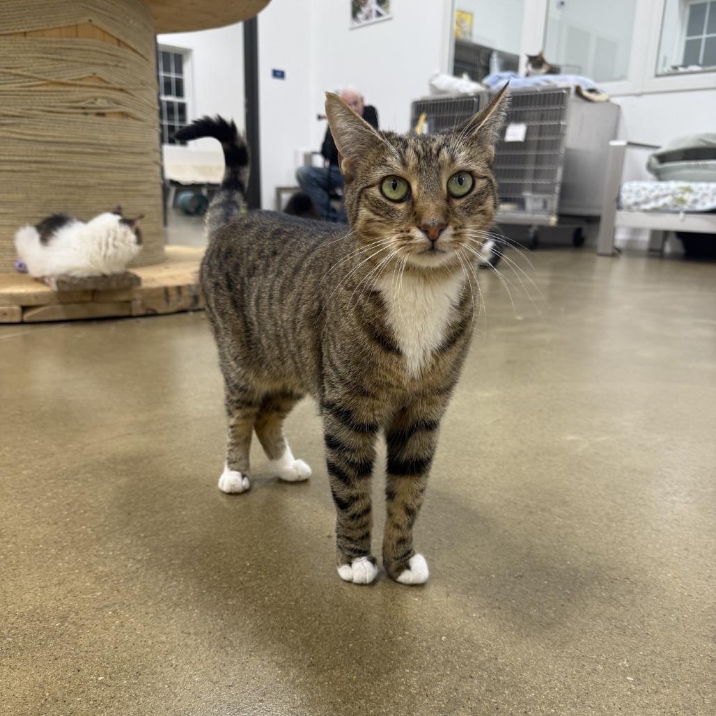 Jackie 2022, a Adoptable Domestic Short Hair in Bensalem, PA image 1/5