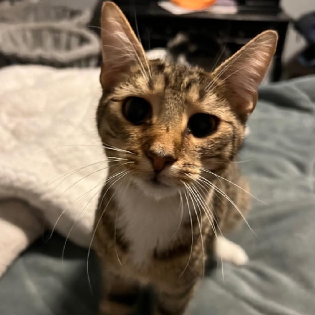 Jackie 2022, a Adoptable Domestic Short Hair in Bensalem, PA image 2/4