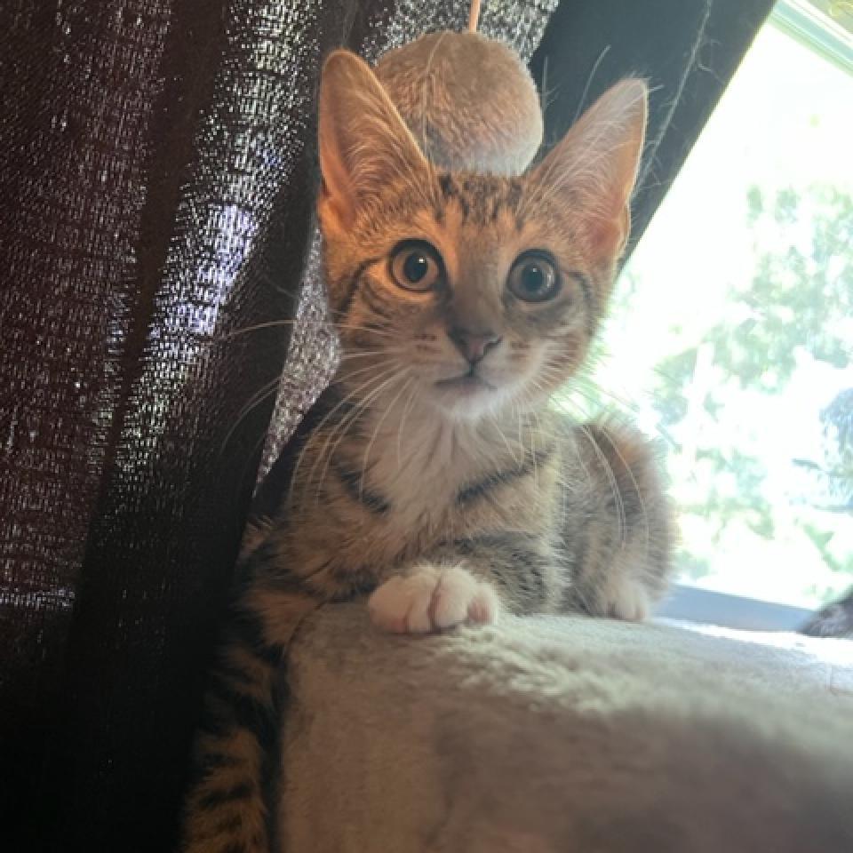 Jackie 2022, a Adoptable Domestic Short Hair in Bensalem, PA image 3/4