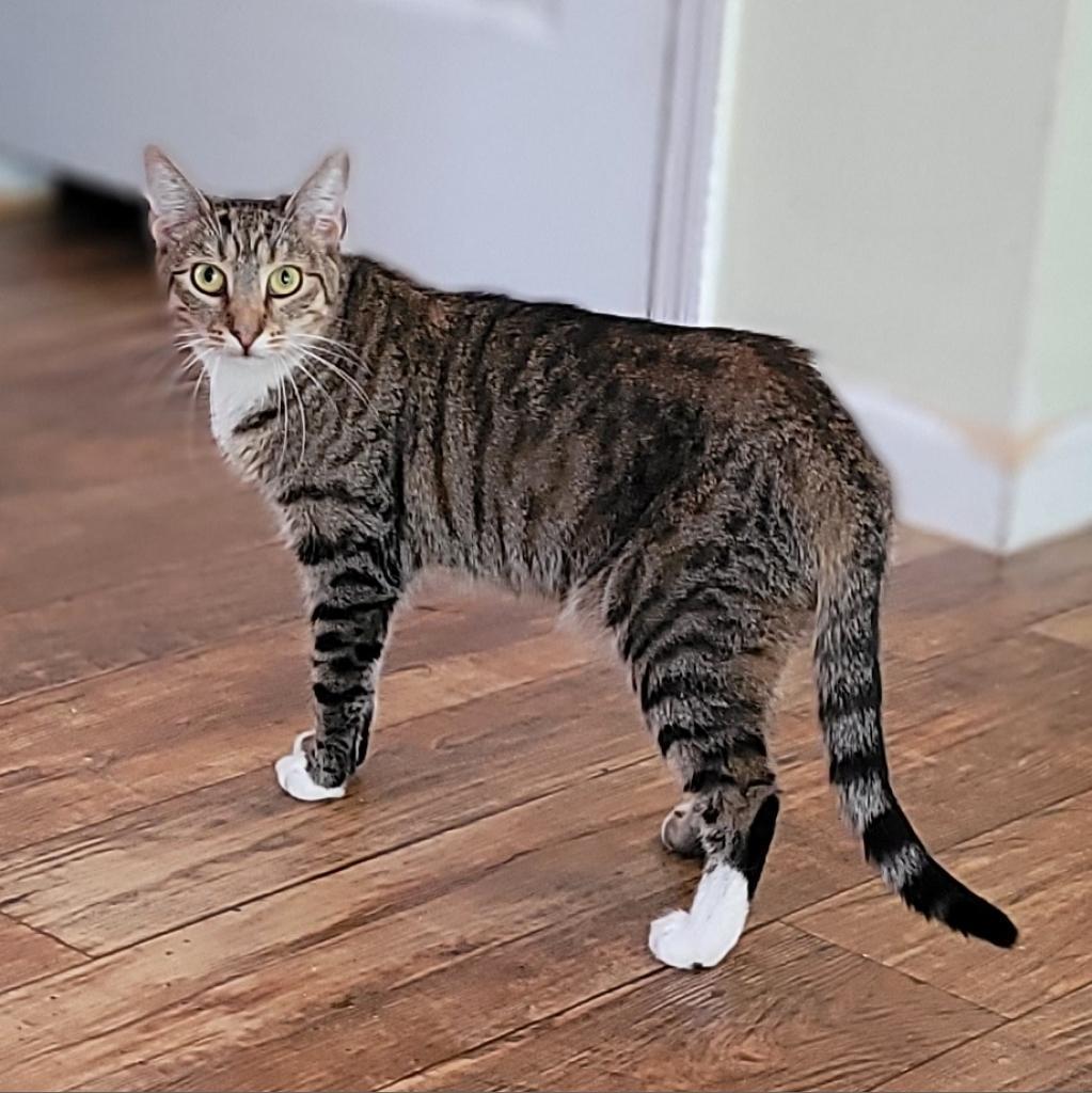 Jackie 2022, a Adoptable Domestic Short Hair in Bensalem, PA image 4/4