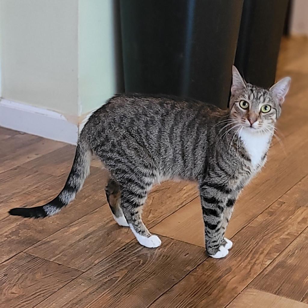 Jackie 2022, a Adoptable Domestic Short Hair in Bensalem, PA image 4/4