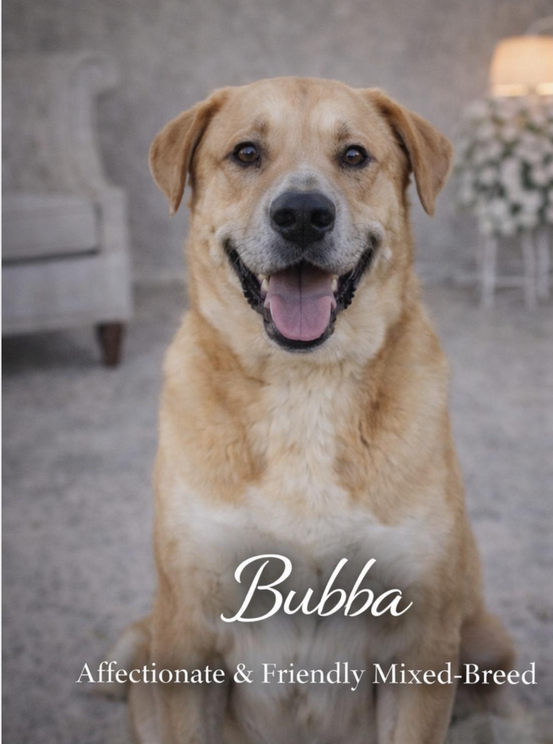 Bubba, ADOPTABLE, Young Male Catahoula Leopard Dog & Black Mouth Cur.