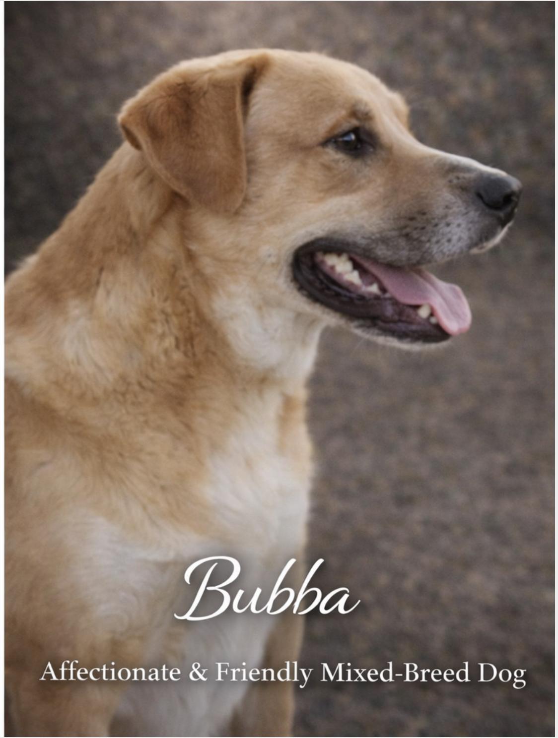 Enlarge Bubba, a ADOPTABLE mixed breed in Livingston, TX image 2/2