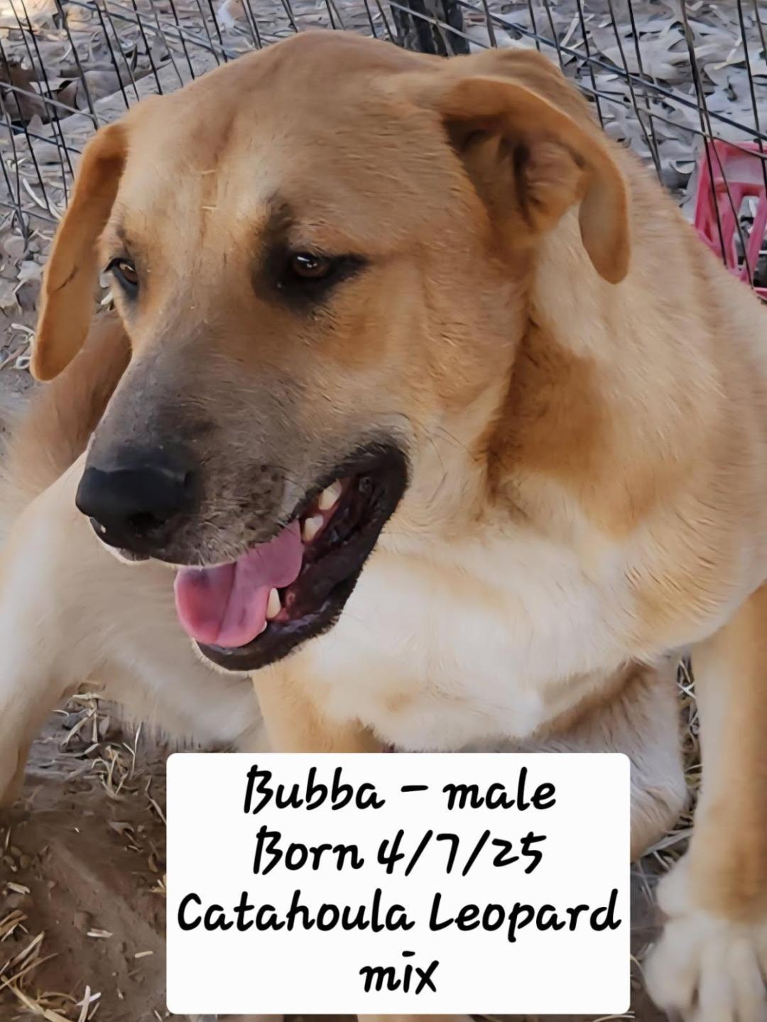 Bubba, ADOPTABLE, Young Male Catahoula Leopard Dog & Black Mouth Cur.