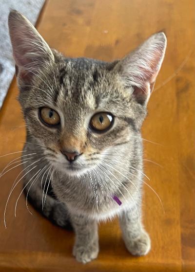 Basil, Adoptable, Kitten Female Domestic Short Hair.
