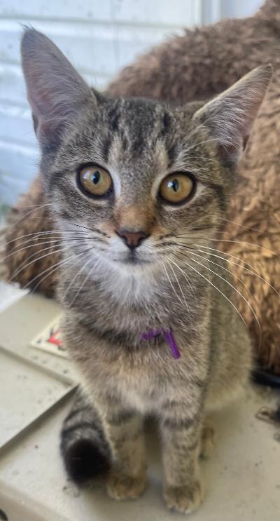 Enlarge Basil, a Adoptable mixed breed in Franklin, WV image 2/3