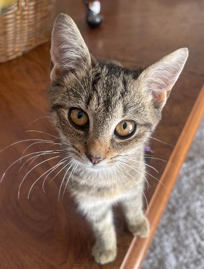 Enlarge Basil, a Adoptable mixed breed in Franklin, WV image 3/3