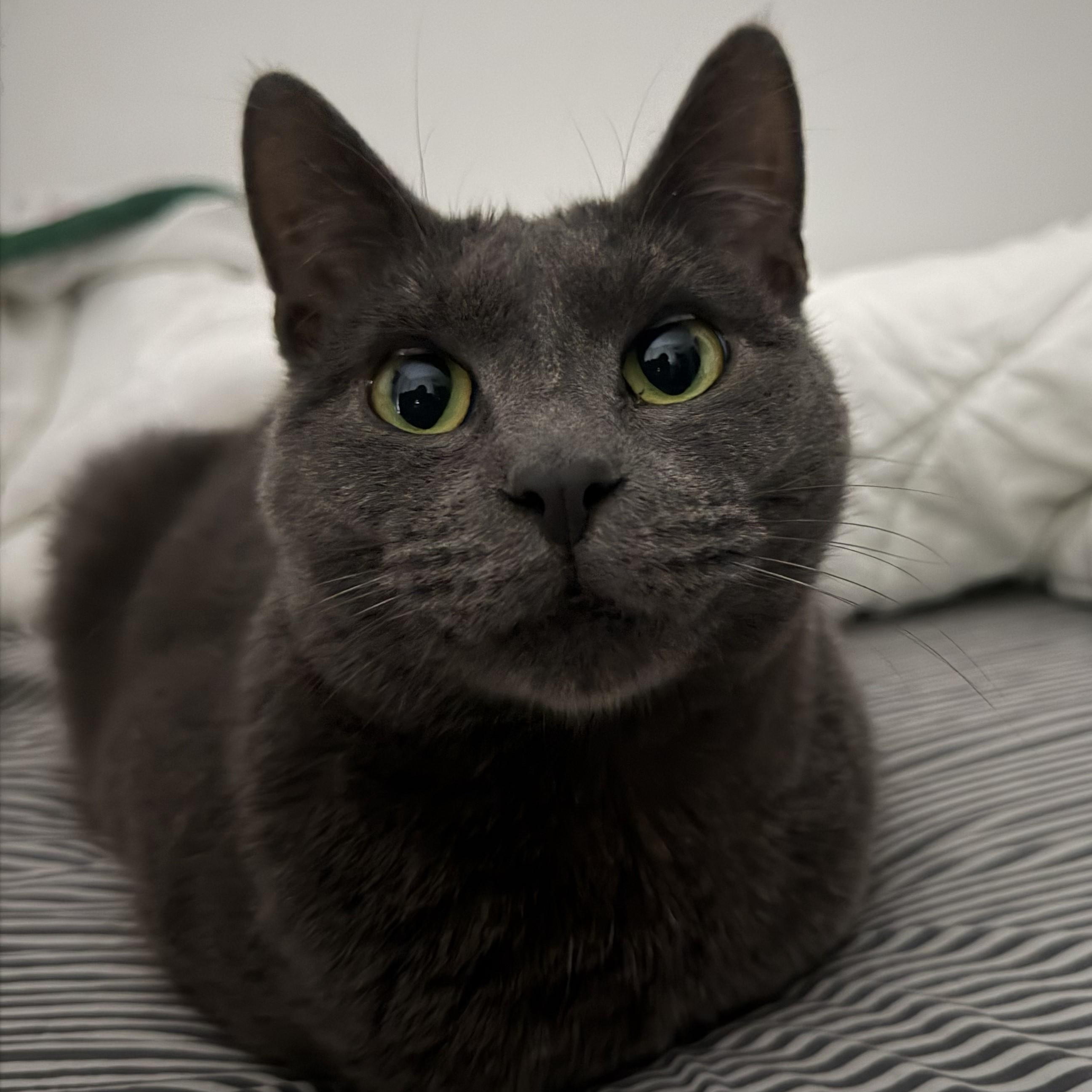 Franklin, a ADOPTABLE mixed breed in Chicago, IL image 1/3