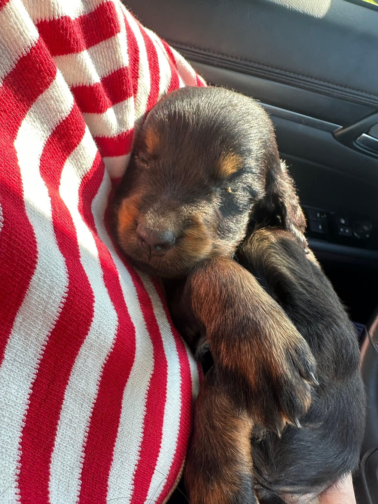 Cheddar